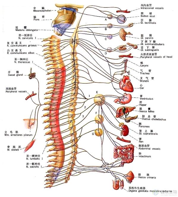 按支配对象分 按位置分——中枢神经系统——脑,脊髓 周围神经系统—